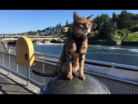 Bengal Cat Plays at Famous Seattle Landmark,  Ballard Locks