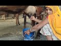 Women Gir Cow Milking Evening Routine Cow Dairy Farm
