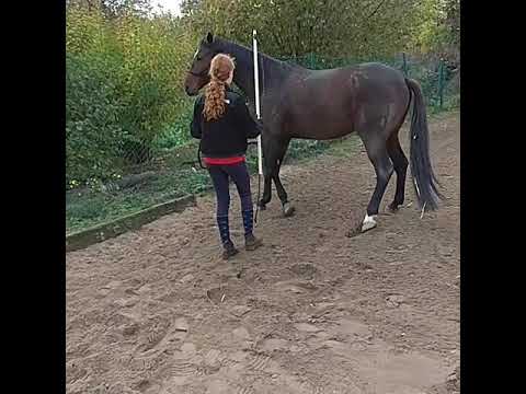 Natural bodenarbeit mit Eos