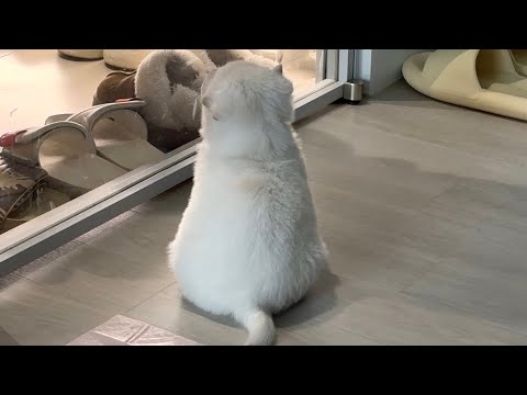 출근하는 아빠 배웅하는 아기강아지