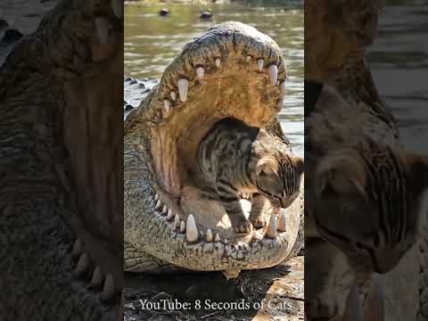 🐊🐱 Cat Helps Alligator by Cleaning Its Teeth, Ultra Realistic 4K 🌊☀️ #cat #newtrend
