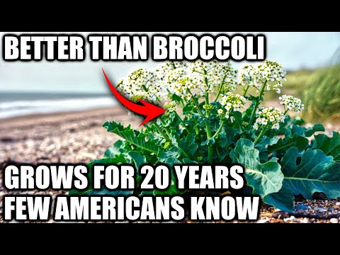 Better Than Broccoli, Asparagus And Orange Combined. Grows For 20 Years. Yet Few Americans Know It.
