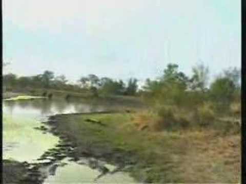 June 1, 2008 WildEarth a.m.Drive lions Cape Buffalo Zebra