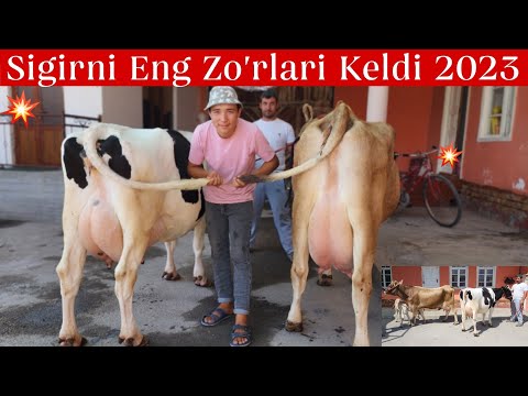 Sigirni Sultonlari Keldi Shved Rossiyski Va Yetuk Bug'ozlar