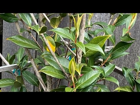 Spring Pruning, Camellia “Taylor's Perfection" - May 3, 2021