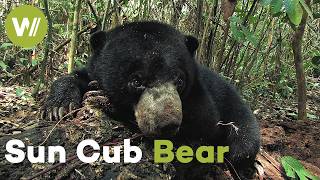 On the trail of a bear cub regaining his freedom in the Indonesian jungle