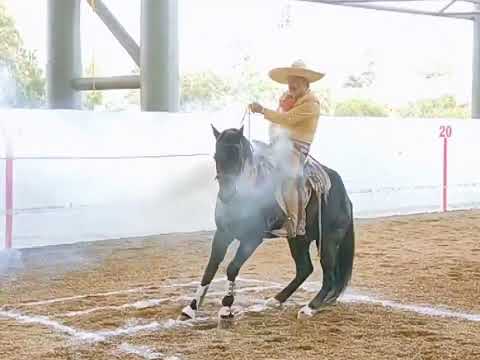 DON ENRIQUE RAMÍREZ PÉREZ RANCHO EL QUEVEDEÑO DE TEPIC NAYARIT PIAL 3...