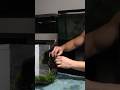 The king of DIY Loves THIS Moss!! #moss #javamoss #aquascape #thekingofdiy #uarujoey #manzanitawood
