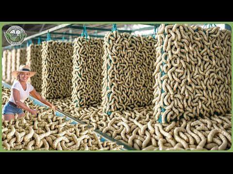How Billions of Silkworms Are Raised & Processed For Silk – Massive Silk Cocoons Harvesting