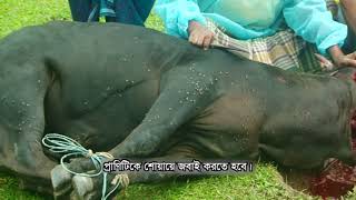 ৩ জবাই এর সময় করণীয়