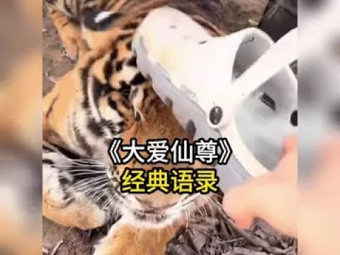 大爱仙尊经典语录，一出手就丸辣#仙尊语录 #经典语录#大爱仙尊