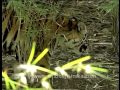 There S A Tiger Among Bamboo Shrubs In India S Jungle