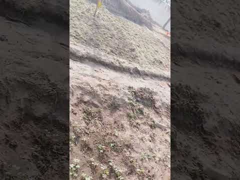 Morning visite  my garden