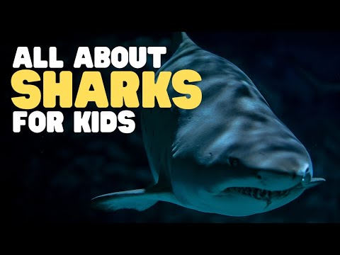 All About Sharks for Kids | What is a shark? Shark facts for kids