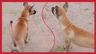 The dog barks ឆ្កែព្រុស