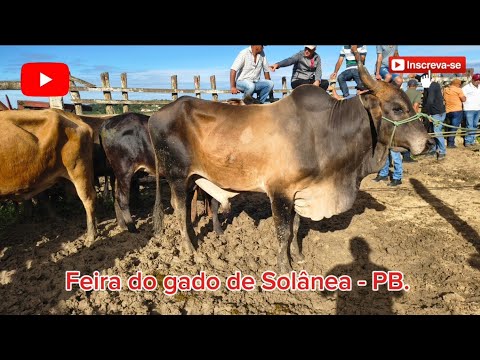 FEIRA DO GADO DE SOLÂNEA - PB. ✅25/07/2026✅