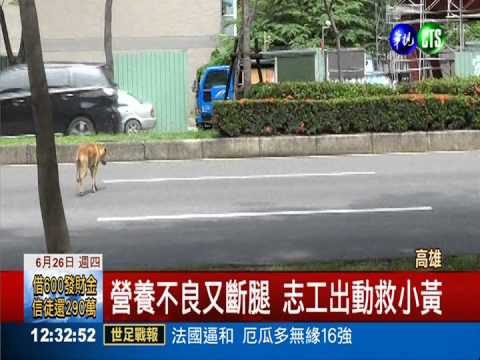 遭主人遺棄 忠犬小黃原地等2年