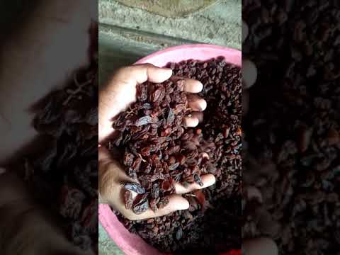 Malyar raisins