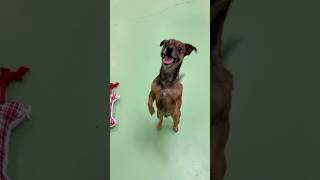 Video preview image #1 Jack Chi Puppy For Sale in phoenix, AZ, USA