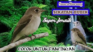 Download lagu Suara Burung Sikatan Bubik.!! Super Jernih. Cocok Sekali Untuk PANCINGAN. mp3 Download lagu Suara Burung Sikatan Bubik.!! Super Jernih. Cocok Sekali Untuk PANCINGAN. mp3