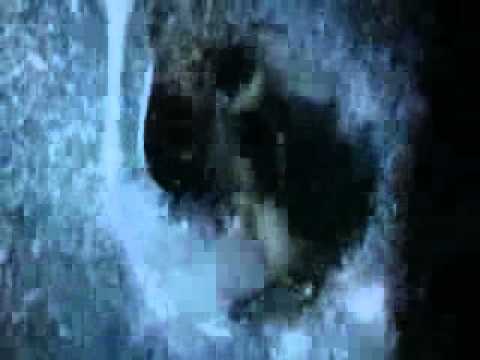 breaking dawn-przed Świtem, zwiastun pl.flv