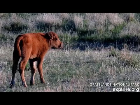 Bison calves at Bison Calving Plains - Grasslands National Park - explore.org