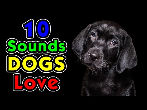 10 Sounds Dogs Love To Hear the Most
