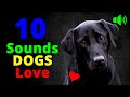 10 Sounds That Dogs LOVE To Hear The Most