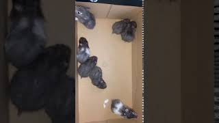 Campbell's dwarf hamster Rodents Videos