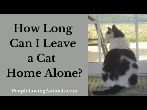 How Long Can I Leave a Cat Home Alone  [How Long Can You Safely Leave a Cat Alone]