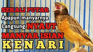 Download lagu MANYAR GACOR NGEROL KENARIAN SANGAT AMPUH BUAT MASTERAN DAN PANCINGAN SEMUA JENIS BURUNG MANYAR mp3 Download lagu MANYAR GACOR NGEROL KENARIAN SANGAT AMPUH BUAT MASTERAN DAN PANCINGAN SEMUA JENIS BURUNG MANYAR mp3