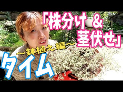 レモンタイム、Thymus citriodorus