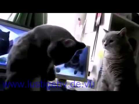 Lustige Facebook whatsapp Videos 2 Katzen reden