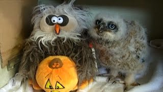 Rescued Baby Owl Dancing to 'Monster Mash' Will Make You Smile