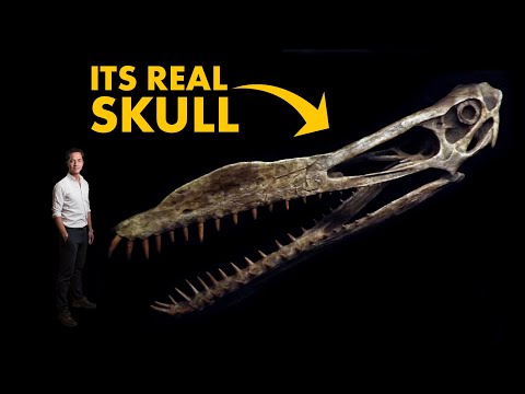 What Happened to the Largest Animal to Ever Fly?