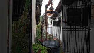 Download lagu tembakan sogon isian pelatuk sampit mp3