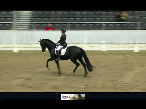 Sportprüfung Verden 2018 Finest Selection OLD (Follow Me OLD x Lauries Crusador xx)