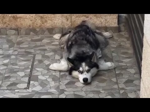 This Husky Has A Really Odd Way Of Napping