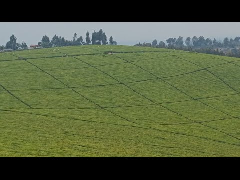 Sasini Coffee Factory to Ngorongo Tea Factory