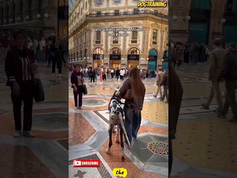 ❌Walking🇧🇪 the 🐕dog💯#malinois #becgie#germanshepherd #doglove #pets #dog #dogtraining #k9#cutedog