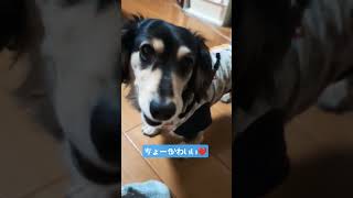 【しつけ 】しずかによる愛犬の正しいしつけ【愛犬】 #fyp #dbd #cutedog #しつけトレーニング しつ