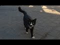 Cute Tuxedo Cat Asks Me For Food With Her High Pitched Meow