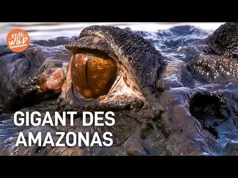 Anaconda vs. Kaiman: Die Riesen des Regenwaldes | Doku