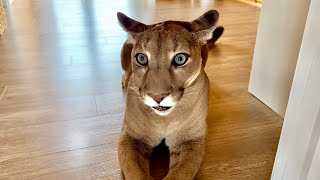 Пуму Месси тошнит весь день и он в панике! Разбираемся что происходит!