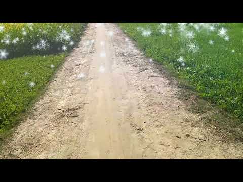 Spring season and beautiful flowers