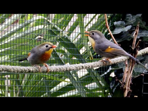 Singing red-billed Leiothrix (Leiothrix lutea) or Pekin robin in our aviary