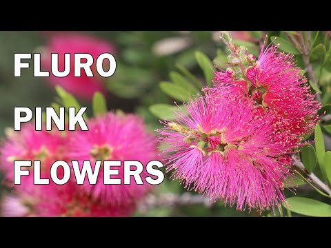Fluro Burst™ - Callistemon