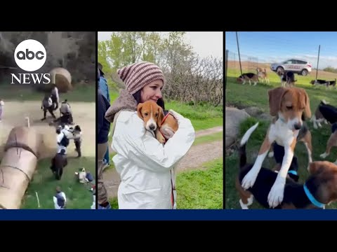 Inside the decade-long fight to free thousands of dogs from testing site
