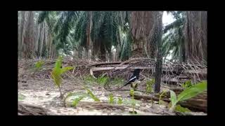 Download lagu suara ampuh pikat burung Kacer joss mp3