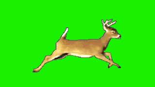 Dear/Hiran/Deer Green Screen Video Effect/Running 